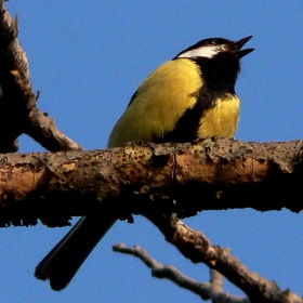 Parus major