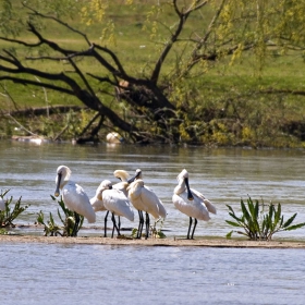 Лопатарки