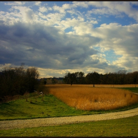 ...The way in the golden field...