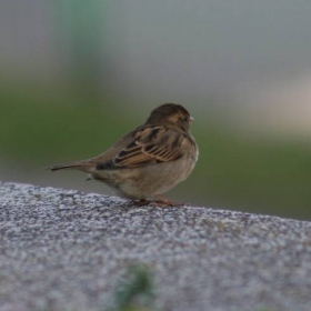 sparrow