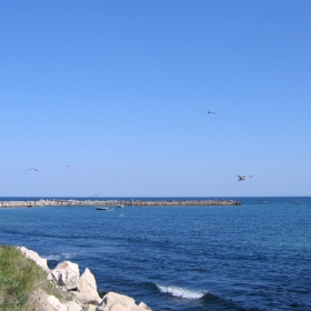 birds by the sea 03