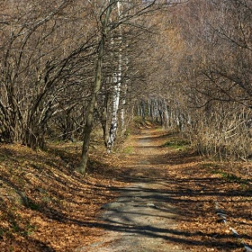 Пътека в гората