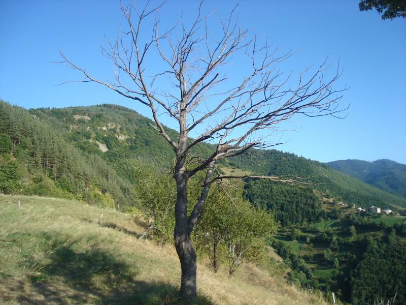 samotnoto durvo