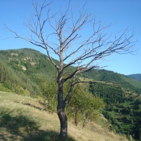 samotnoto durvo