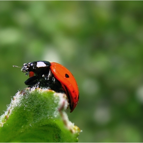 lady-bird