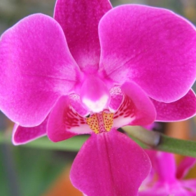 orchid