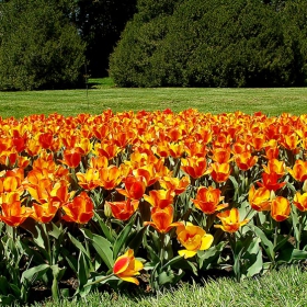 A field of flowers