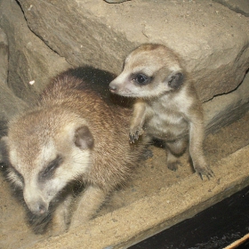 Meerkat