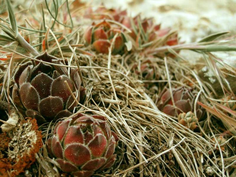 Flowers Of Pobiti Kamani