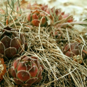 Flowers Of Pobiti Kamani