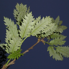 Quercus cerris L.