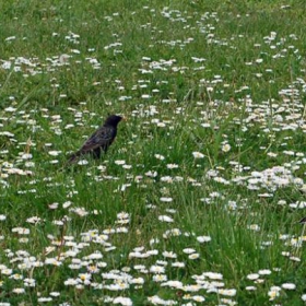 Обикновен скорец (Sturnus vulgaris)