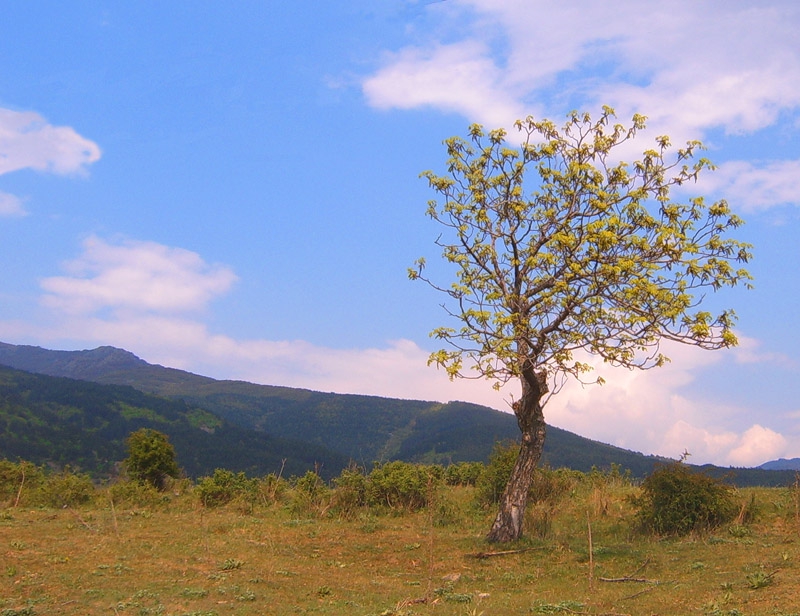 Самотно