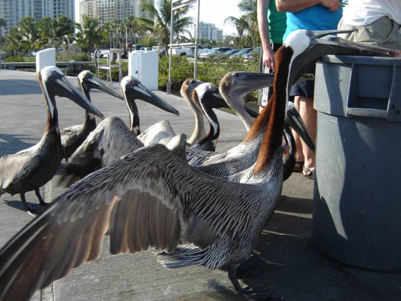 Pelican's mission impossible (2)
