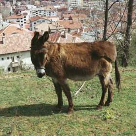 не кон а чудо!! :)