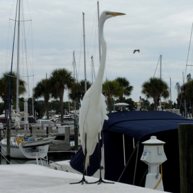 Great white heron