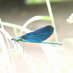 dragonfly