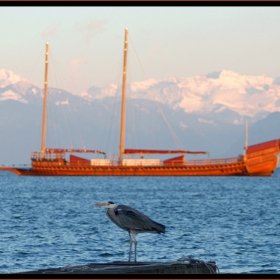 Viking Heron 2