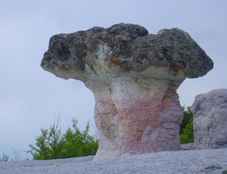 гъбата