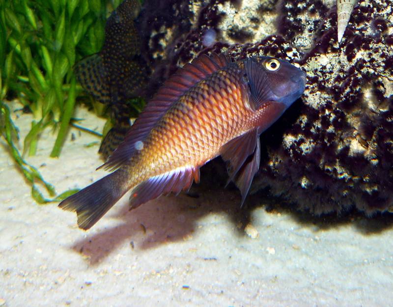 Мъжки в действие (Tropheus sp. 