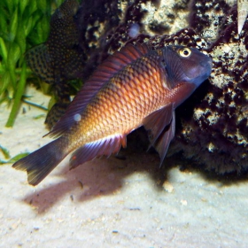 Мъжки в действие (Tropheus sp. 
