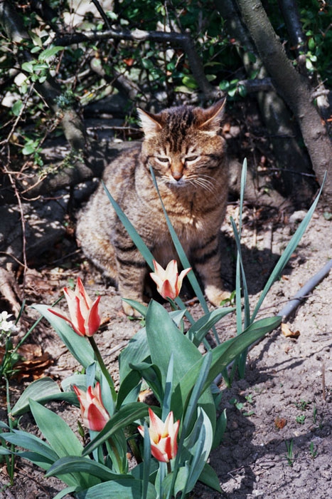 Коте и лале