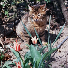 Коте и лале
