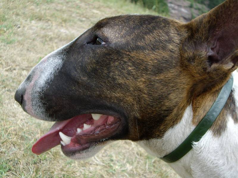 bullterier