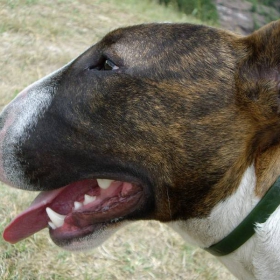 bullterier