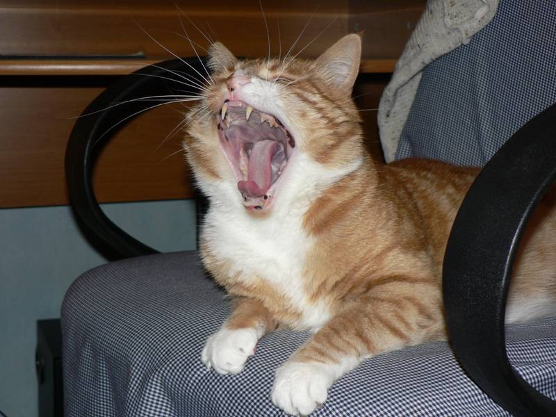 Open wide