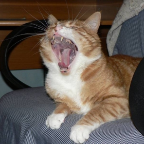 Open wide