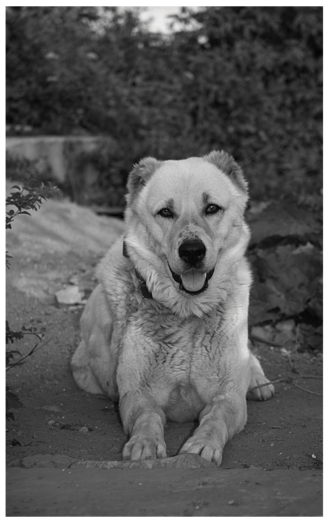 Guard