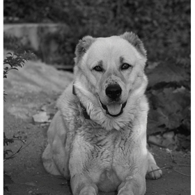 Guard