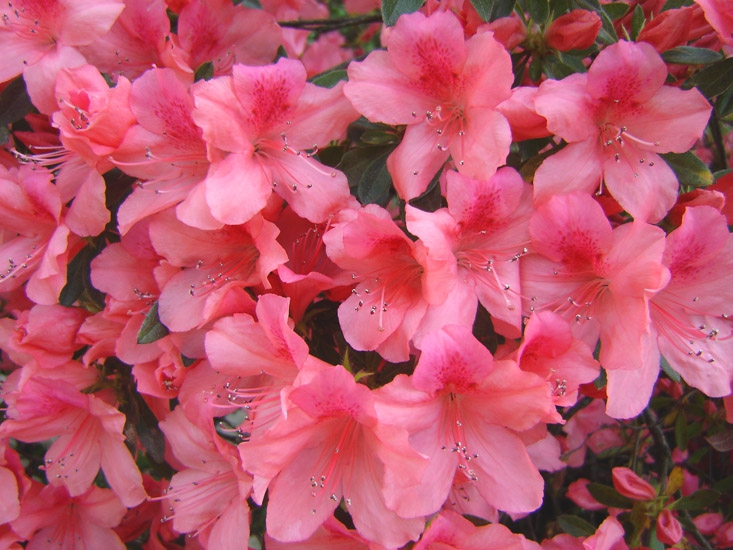 Pretty in pink...