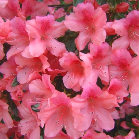 Pretty in pink...