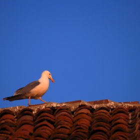 Walking on the roof