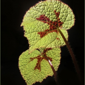 Begonia masoniana