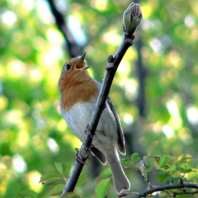 Erithacus rubecula