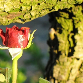 The Red Rose