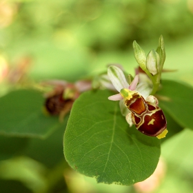 The Bee-flower