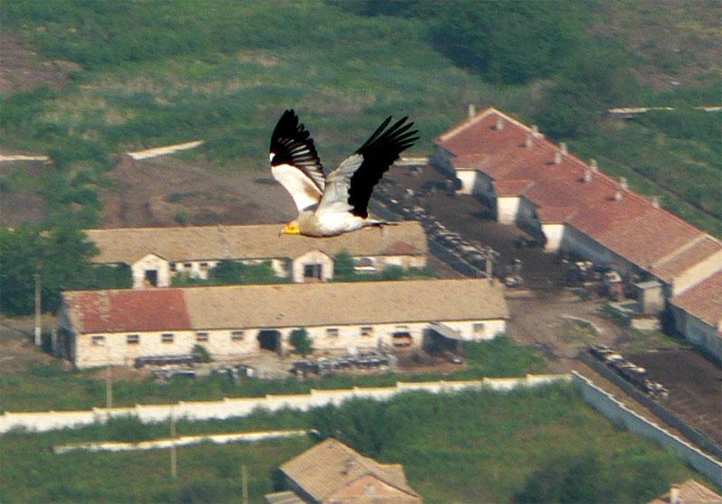 Neophron percnopterus
