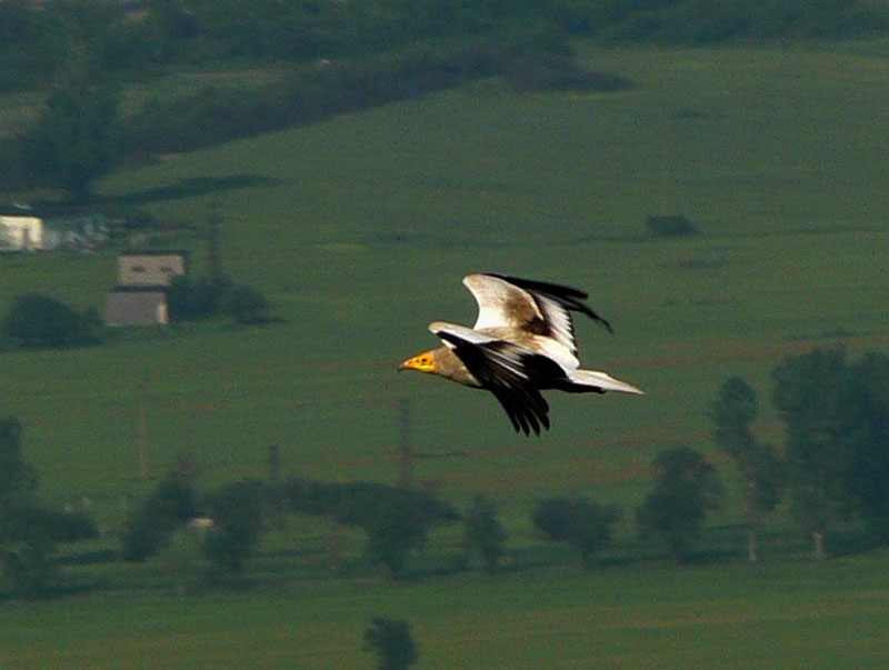 Neophron percnopterus