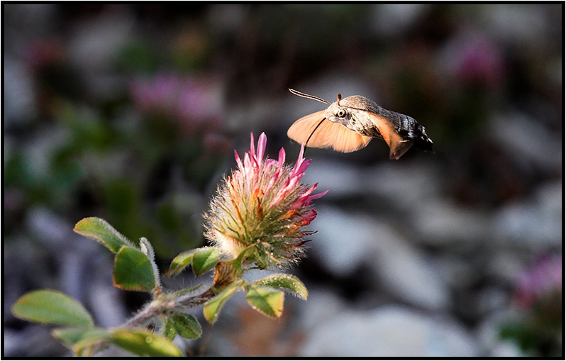 Гълъбова опашка (Macroglossum stellatarum)