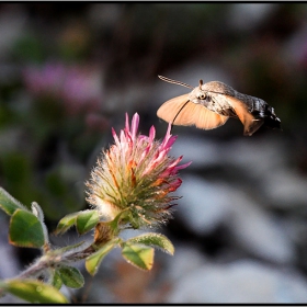 Гълъбова опашка (Macroglossum stellatarum)