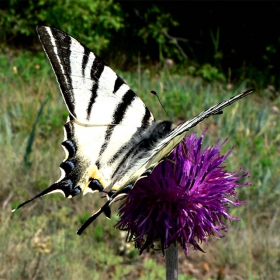 Лястовича опашка (Iphiclides podalirius)