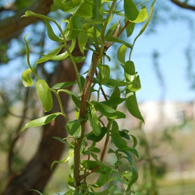 ... green ...