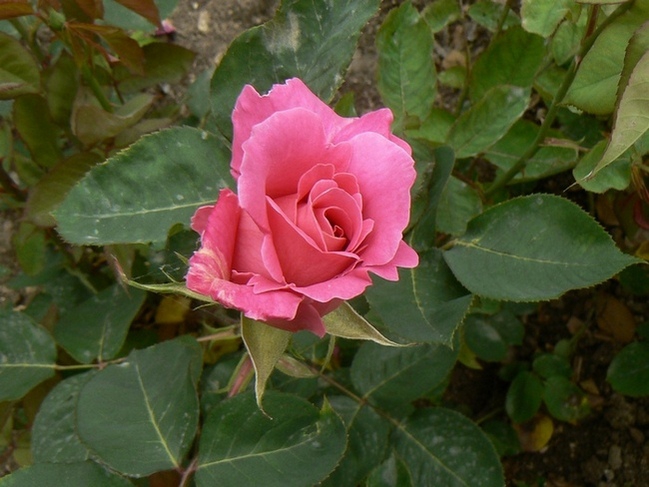 розова роза