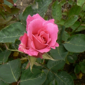розова роза