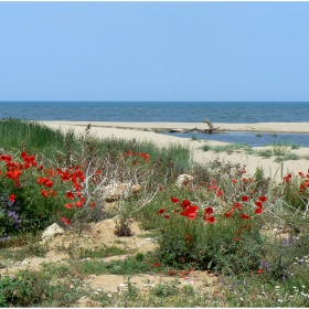 Море, река и цветя