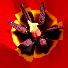 Vtora proba za Super macro